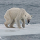 Image credit: Andreas Weith/CC-AS 4.0